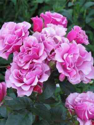 Санта Барбара (Santa Barbara)