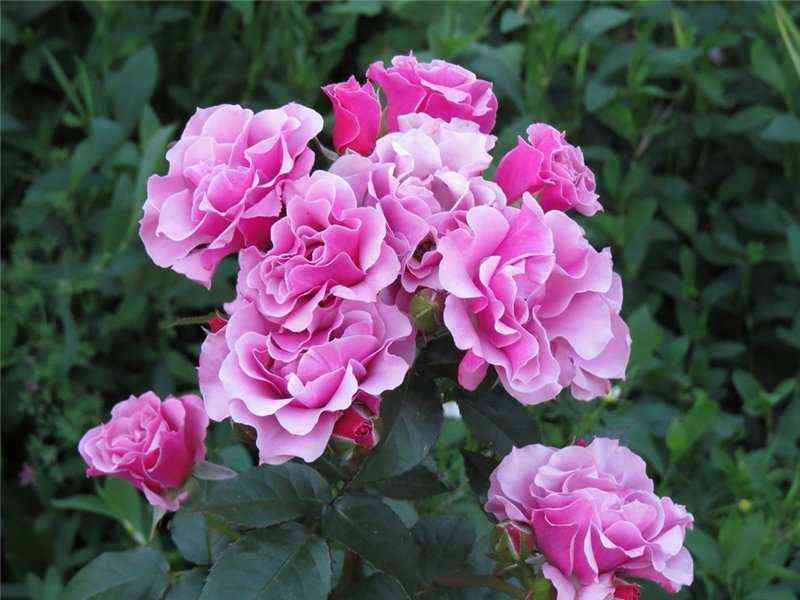 Санта Барбара (Santa Barbara)