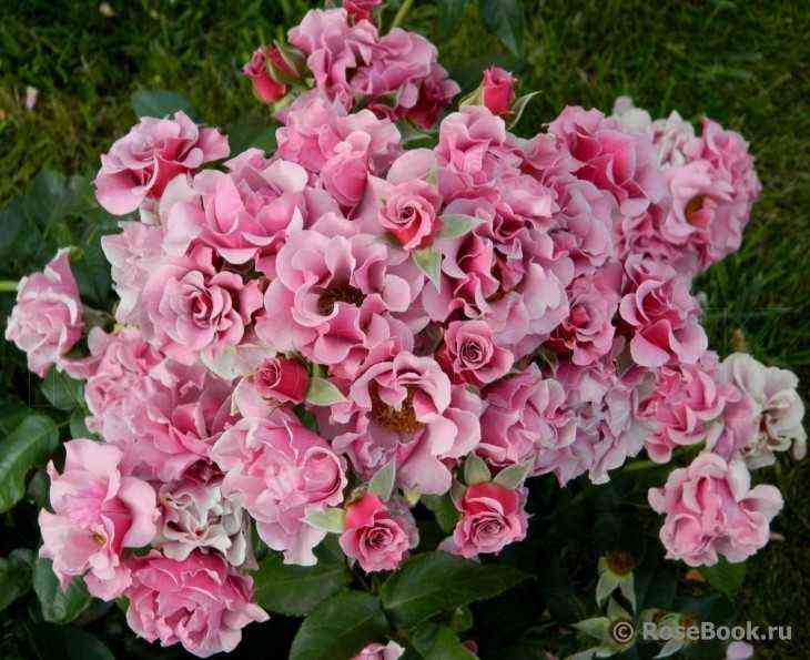 Санта Барбара (Santa Barbara)