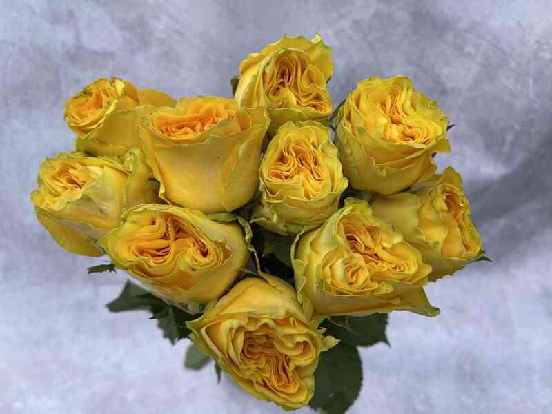 Санта Фе (Santa Fe)