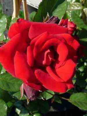 Сантана (Santana)