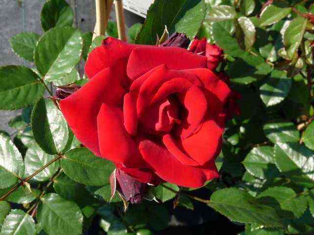 santana.jpg Сантана (Santana)