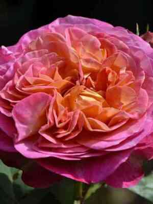 santener-de-lej-le-centenaire-de-lhay-les_optimized.jpg Сантенер де Л`ей-ле (Centenaire de L`Hay-les)