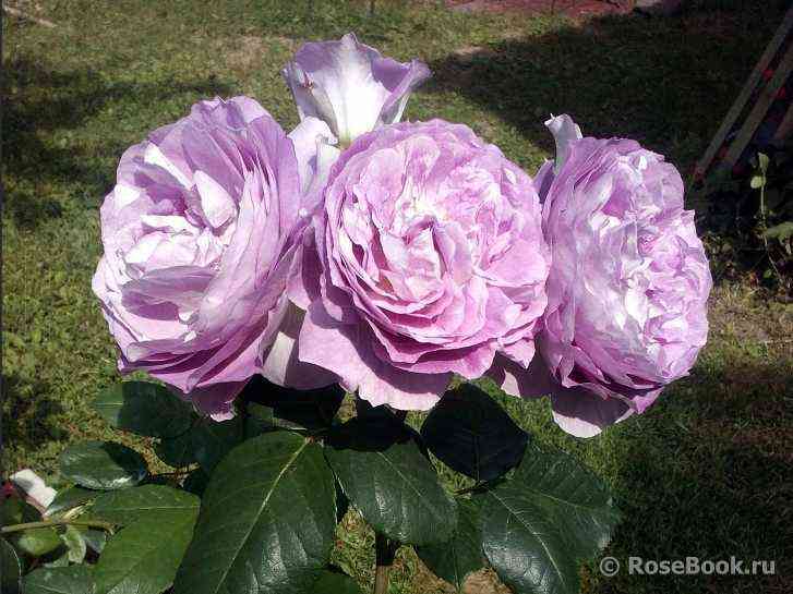 Сапфир (Saphir)