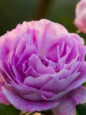 sapfir2.jpg Сапфир (Saphir)