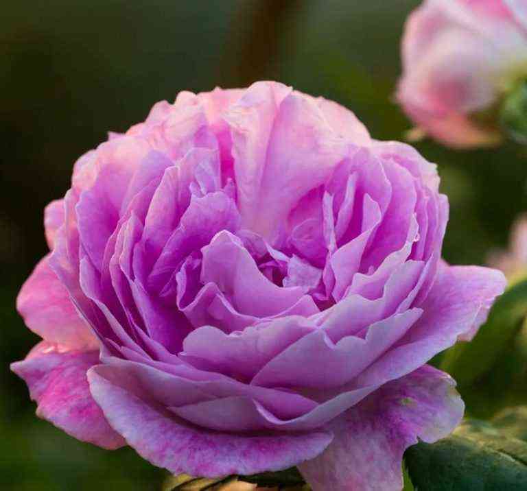 Сапфир (Saphir)