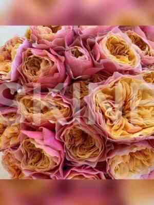 saut_park.jpg Саут Парк (South Park)