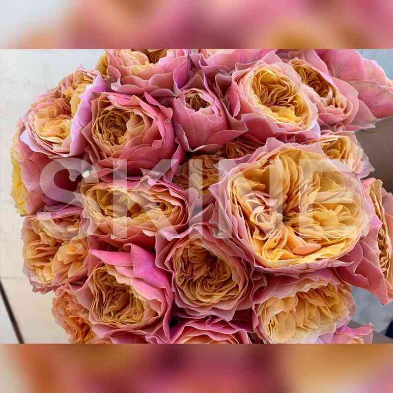 Саут Парк (South Park)