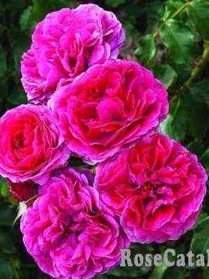 Сава Река (Sava Reka)