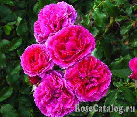 Сава Река (Sava Reka)