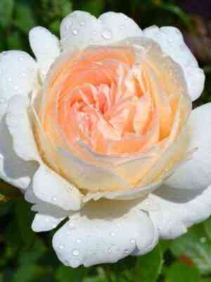 Себастьян Кнейпп (Sebastian Kneipp)