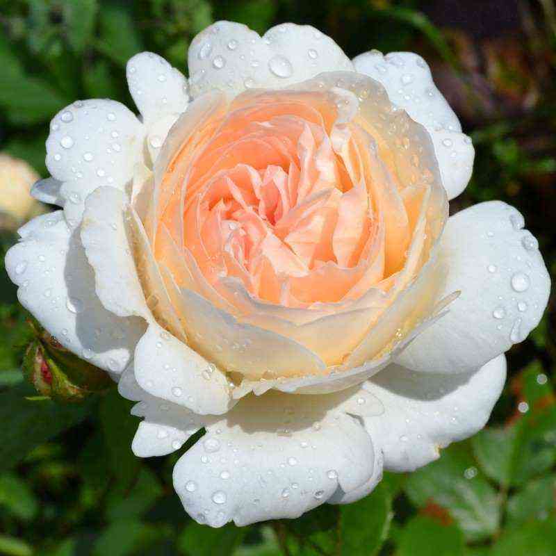 Себастьян Кнейпп (Sebastian Kneipp)