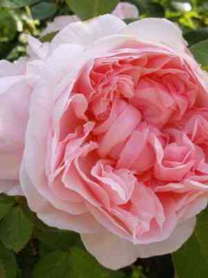 sejntsuitun_stswithun_optimized.jpg Сейнт Суитун (St Swithun)