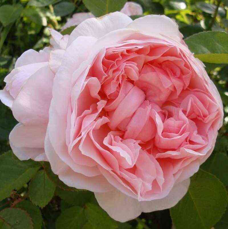 Сейнт Суитун (St Swithun)