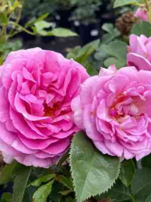 Селебрейтинг Лайф (Celebrating Life)