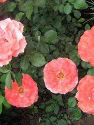 Селин Дельбард (Celine Delbard)