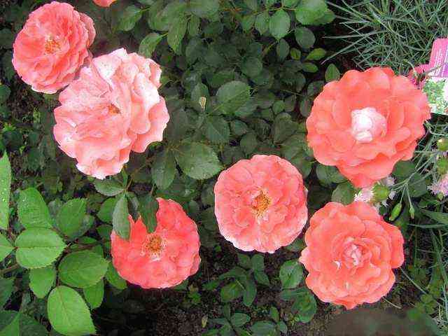 Селин Дельбард (Celine Delbard)