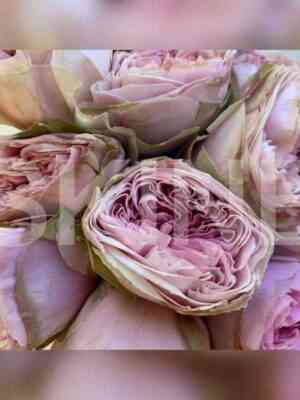 senlitsu.jpg Сентлитсу (Senlitsu)