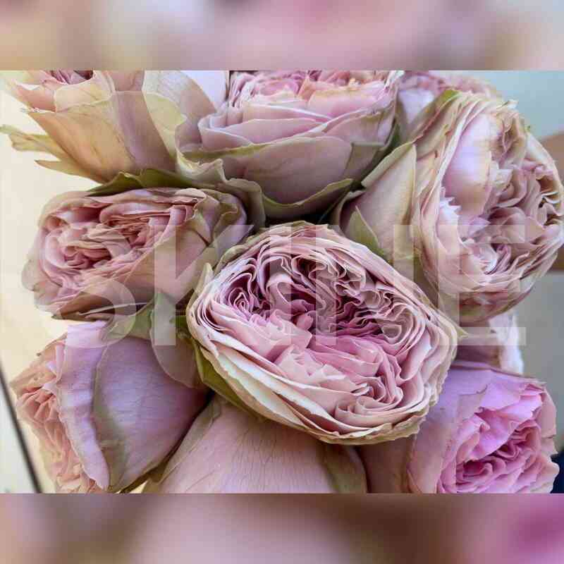 Сентлитсу (Senlitsu)