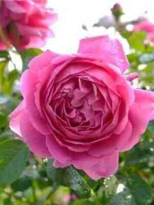 sent-ekzyuperi.jpg Сэнт Экзюпери (Saint-Exupery)