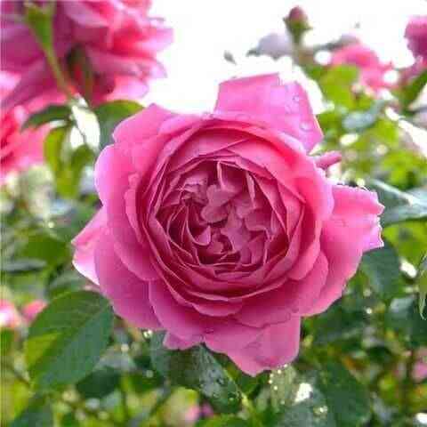 Сэнт Экзюпери (Saint-Exupery)