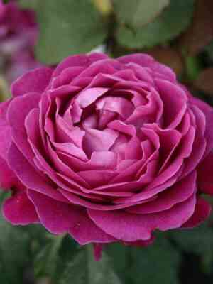 Сент Оф Вумен (Scent Of Woman)