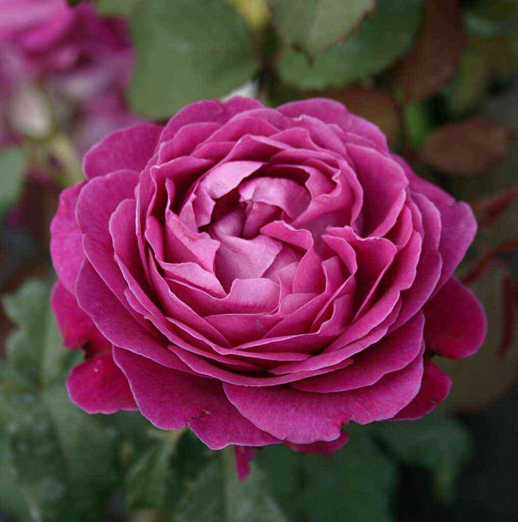 Сент Оф Вумен (Scent Of Woman)