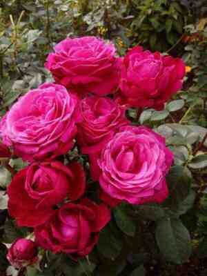 Сенте Рояль (Senteur Royale)