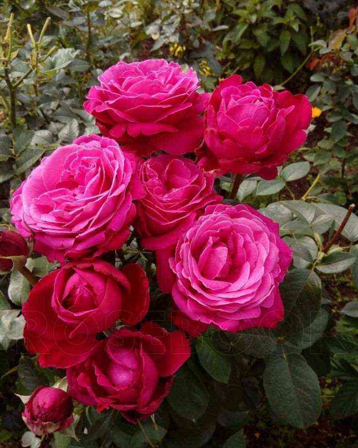 Сенте Рояль (Senteur Royale)