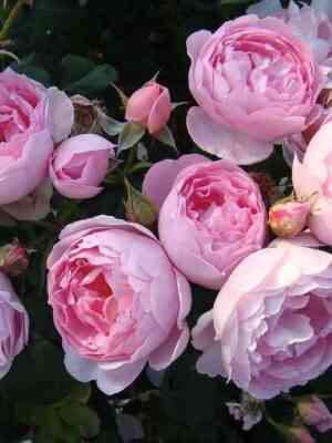 septyo-dajl-scepterd-isle2.jpg Септё д'айл (Scepter'd Isle)