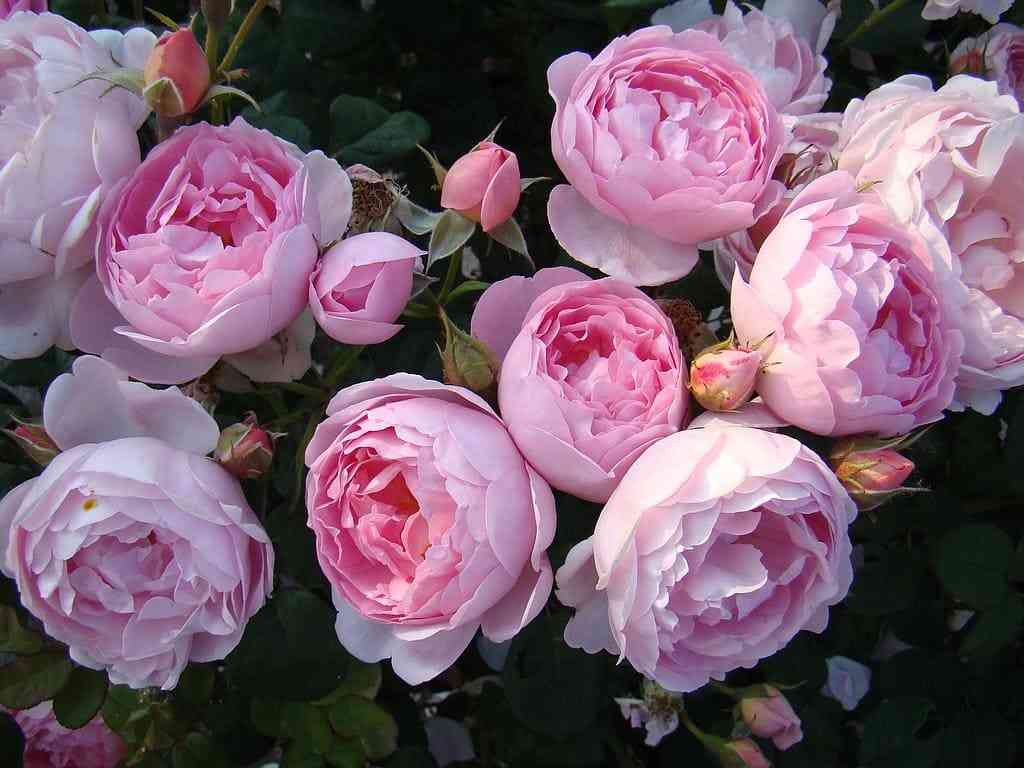 septyo-dajl-scepterd-isle2.jpg Септё д'айл (Scepter'd Isle)