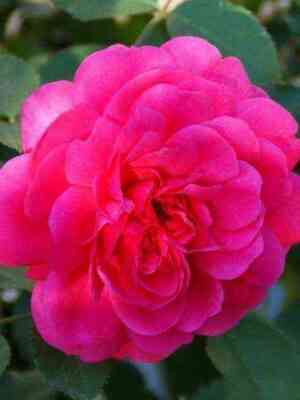 ser_dzhon_bentzhamin.jpg Сэр Джон Бенджамин (Sir John Betjeman)