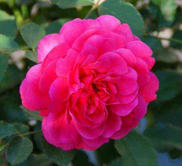 Сэр Джон Бенджамин (Sir John Betjeman)