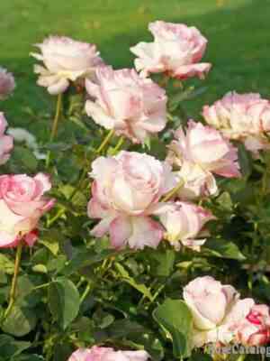 serafim-seraphim_optimized.jpg Серафим (Seraphim)