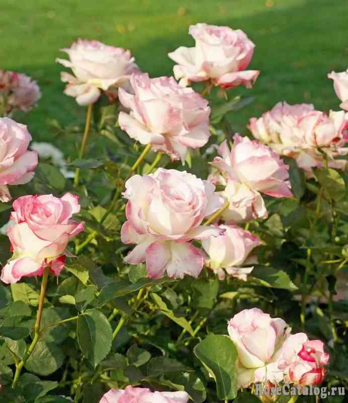 Серафим (Seraphim)