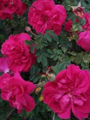 Сериз Буке (Cerise Bouquet)