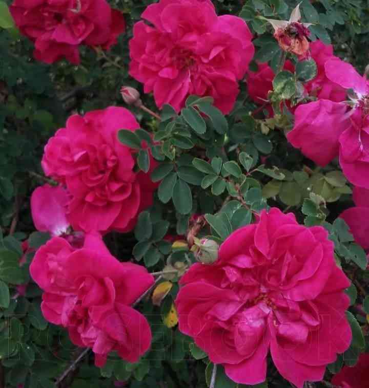 seriz-buke.jpg Сериз Буке (Cerise Bouquet)