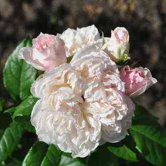 sesil_de_volanzh_cecil_de_volanges.jpg Сесиль де Воланж (Cecil de Volanges)