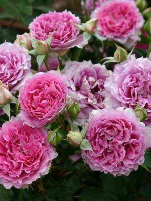 shaherezada.jpg Шахерезада (Sheherazade)