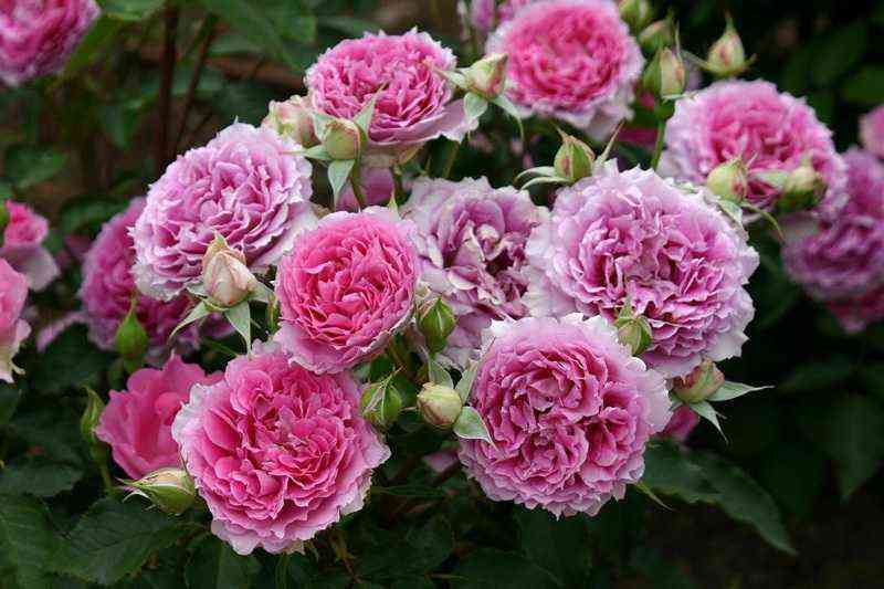 Шахерезада (Sheherazade)