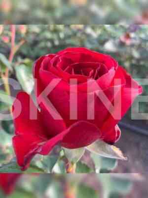 shahmaty_checkmate.jpg Шахматы (Checkmate)