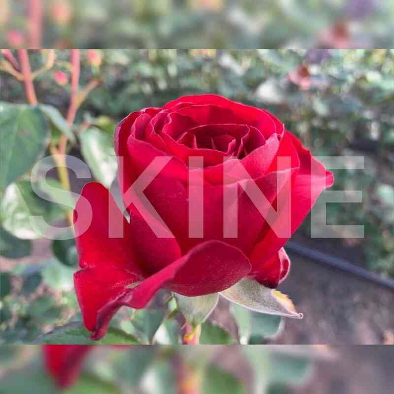 Шахматы (Checkmate)