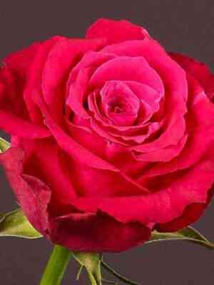 shangri-la.jpg Шангри-Ла (Shangri-La)