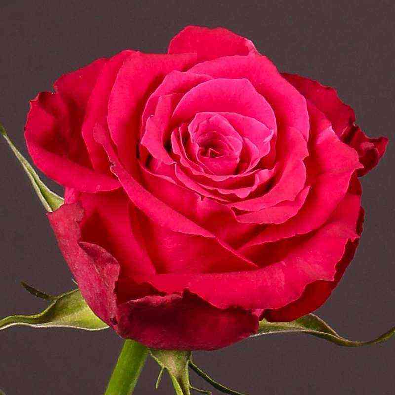 Шангри-Ла (Shangri-La)