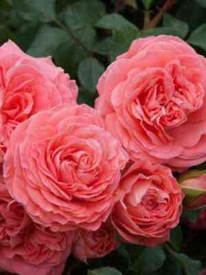 Шакенборг (Schackenborg)