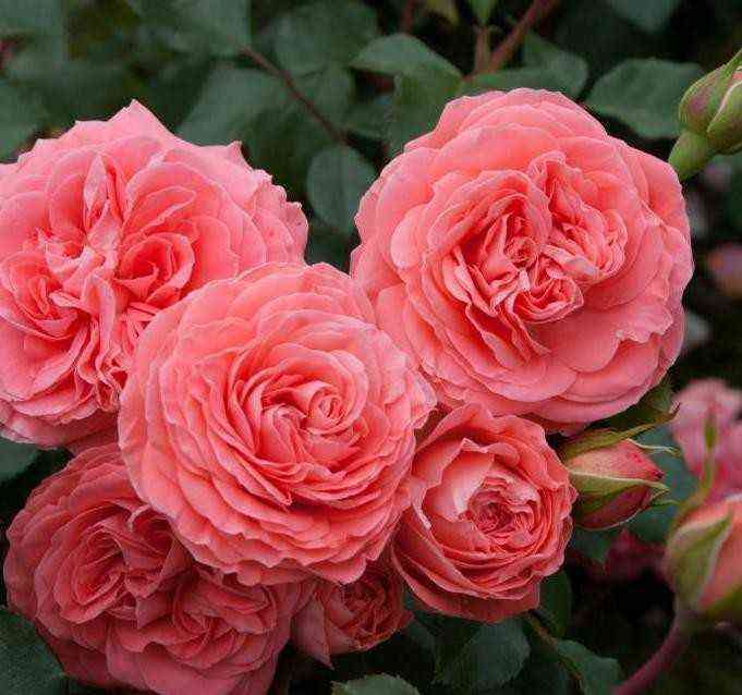 Шакенборг (Schackenborg)