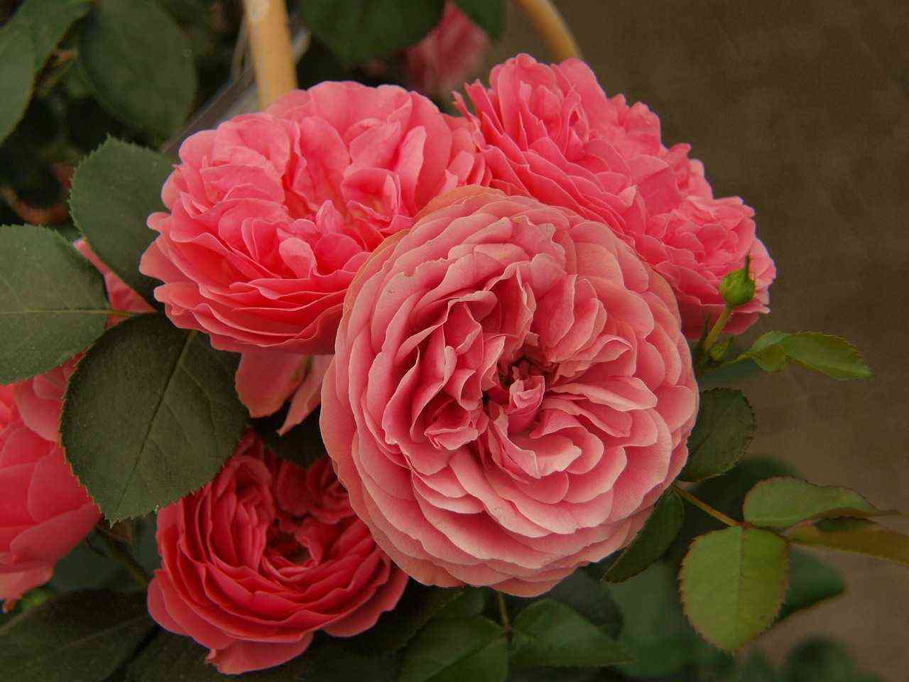 Шакенборг (Schackenborg)