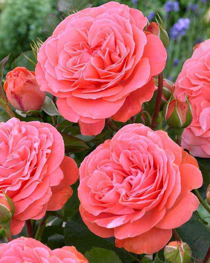 Шакенборг (Schackenborg)