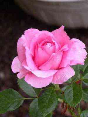 Шанталь Мерье (Chantal Merieux)