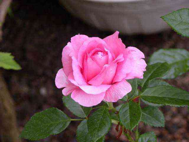 shantal_mer_e.jpg Шанталь Мерье (Chantal Merieux)